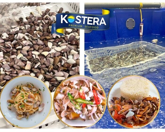 Purified baby clams from Kostera, fresh and ready to prepare nutritious and delicious recipes