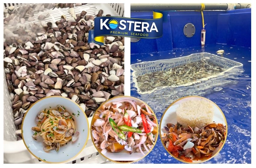 Purified baby clams from Kostera, fresh and ready to prepare nutritious and delicious recipes