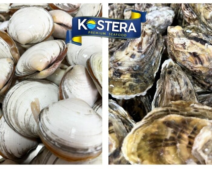 Oysters and clams from the Peruvian sea, bivalve mollusks that act as marine filter organisms