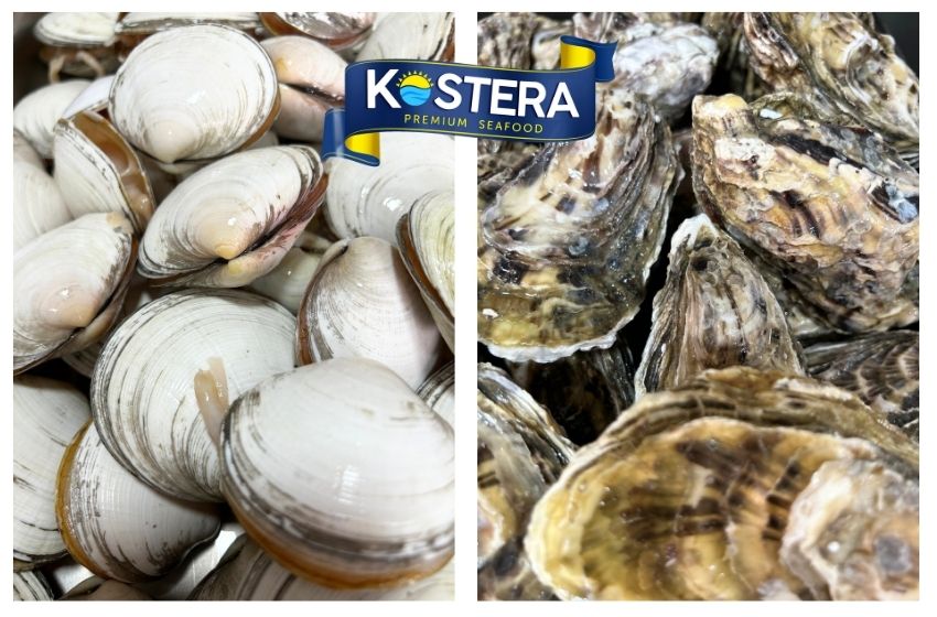 Oysters and clams from the Peruvian sea, bivalve mollusks that act as marine filter organisms