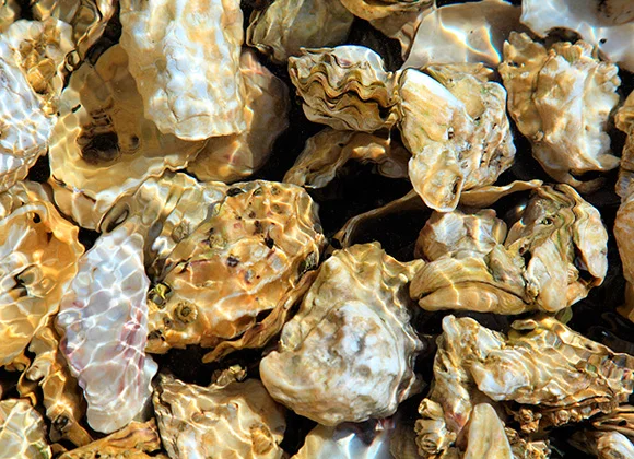 Bivalve mollusk filtering water in its natural habitat in the Peruvian sea