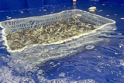 Bivalve mollusks undergoing controlled purification in tanks at Kostera