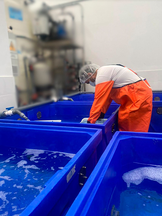 Equipo profesional de Kostera realizando control sanitario en la planta de depuración de moluscos