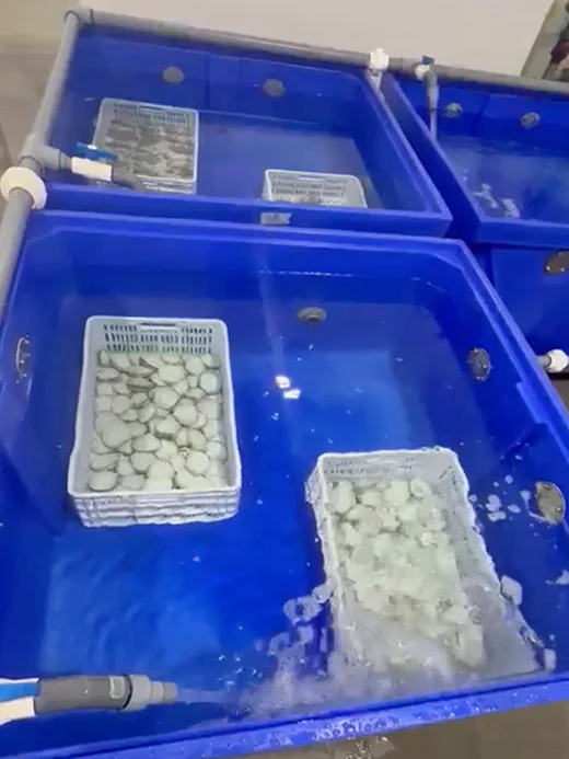 Bivalve mollusks undergoing the purification process in Kostera’s treated seawater tanks