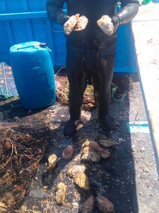 Pescador artesanal en Perú recolectando ostras frescas para la planta de depuración Kostera